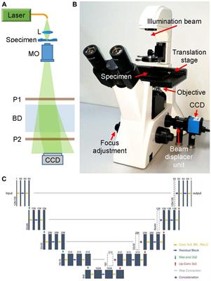 Quantitative Phase Imaging Using Deep Learning-Based Holographic Microscope